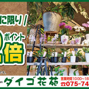 【ダイゴ花苑】土日に限り ポイント2倍！